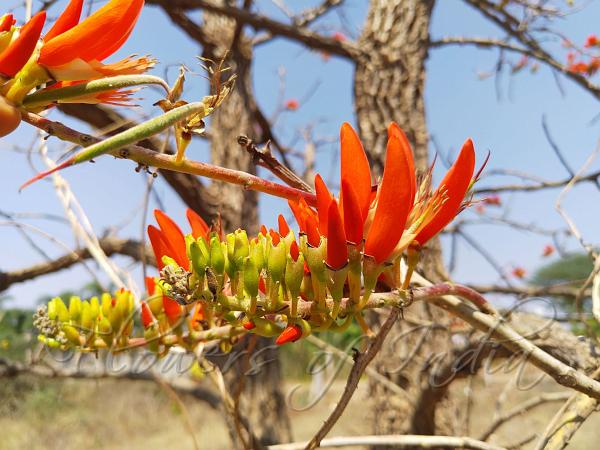 Corky Coral Tree